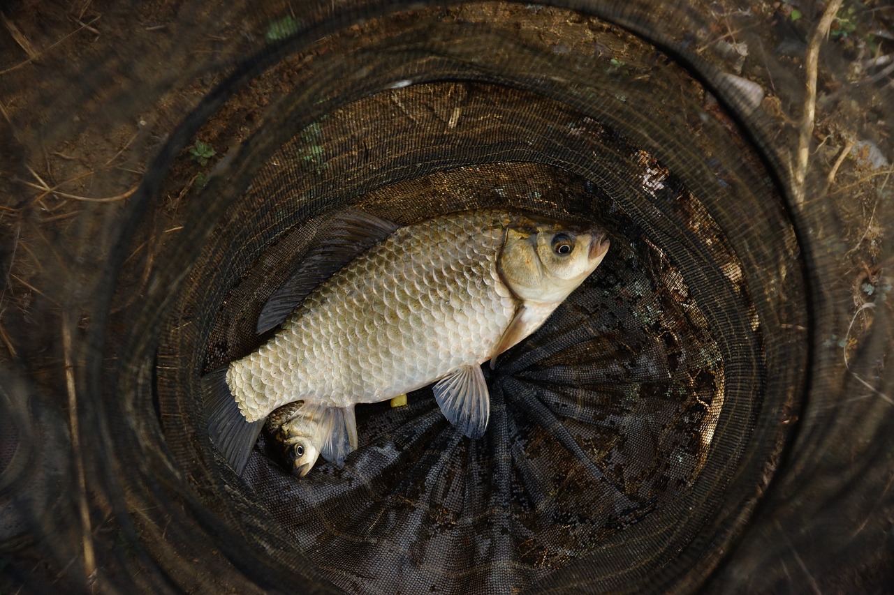 pescuit crap pescuit lansat boilies toamna râu 1