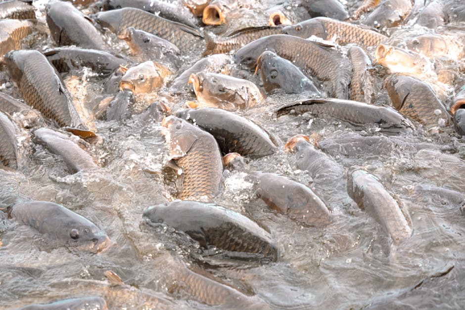 pescuit crap method feeder boilies toamna râu 2